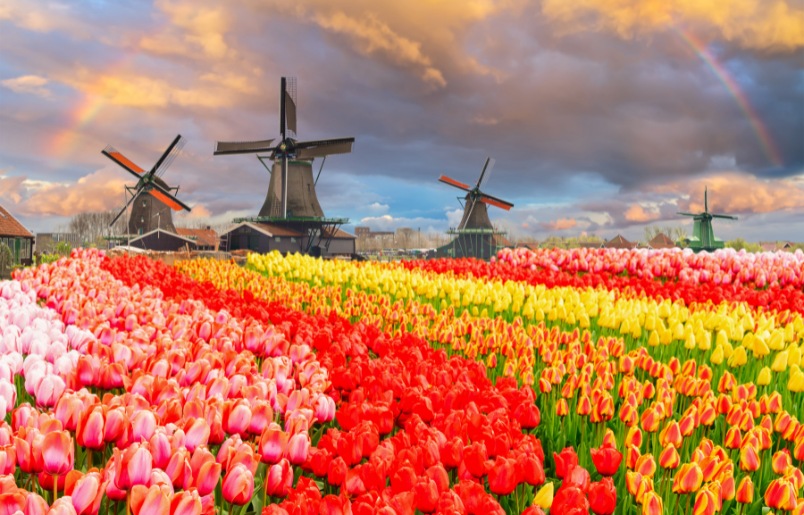 Hà Lan Yên Bình Với Cối Xay Gió, Cánh Đồng Hoa Tulip Rực Rỡ 