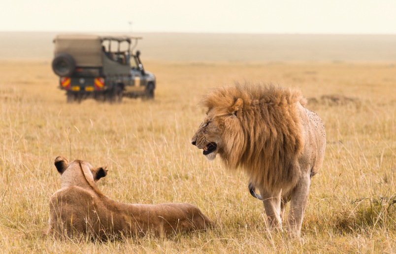 Kenya Là Thiên Đường Safari Với Động Vật Hoang Dã Sống Trong Môi Trường Tự Nhiên