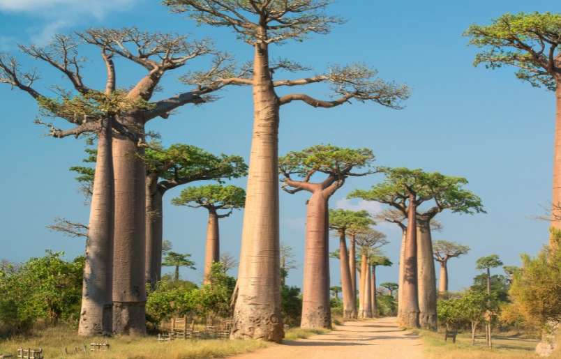 Madagascar Ấn Tượng Với Hệ Sinh Thái Hiếm Có