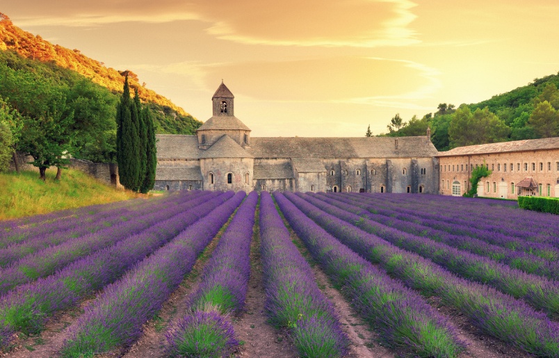 Cánh đồng lavender tím rực mùa hè nước Pháp. Cánh Đồng Lavender Tím Rực Mùa Hè Nước Pháp.