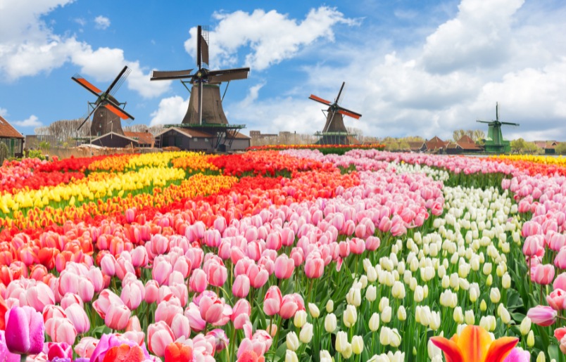 Hà Lan nổi bật với cối xay gió và những cánh đồng hoa tulip rực rỡ Hà Lan Nổi Bật Với Cối Xay Gió Và Những Cánh Đồng Hoa Tulip Rực Rỡ