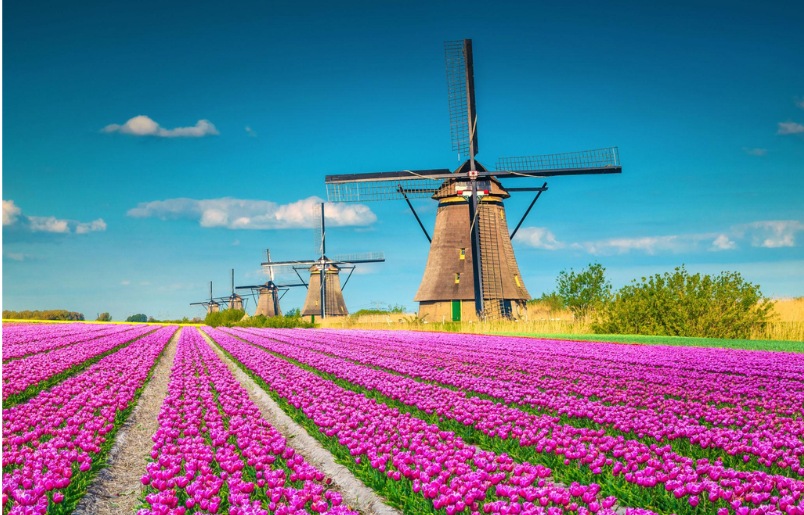 Cối xay gió và hoa tulip là hình ảnh biểu tượng của Hà Lan Cối Xay Gió Và Hoa Tulip Là Hình Ảnh Biểu Tượng Của Hà Lan