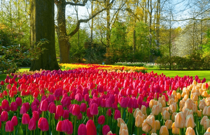 Vườn hoa Keukenhof ngập tràn sắc tulip mỗi độ xuân về Vườn Hoa Keukenhof Ngập Tràn Sắc Tulip Mỗi Độ Xuân Về