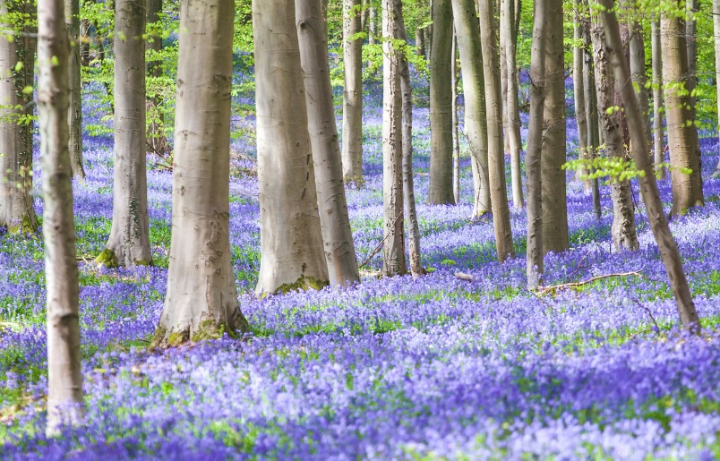 Rừng hoa chuông xanh Hallerbos Rừng Hoa Chuông Xanh Hallerbos