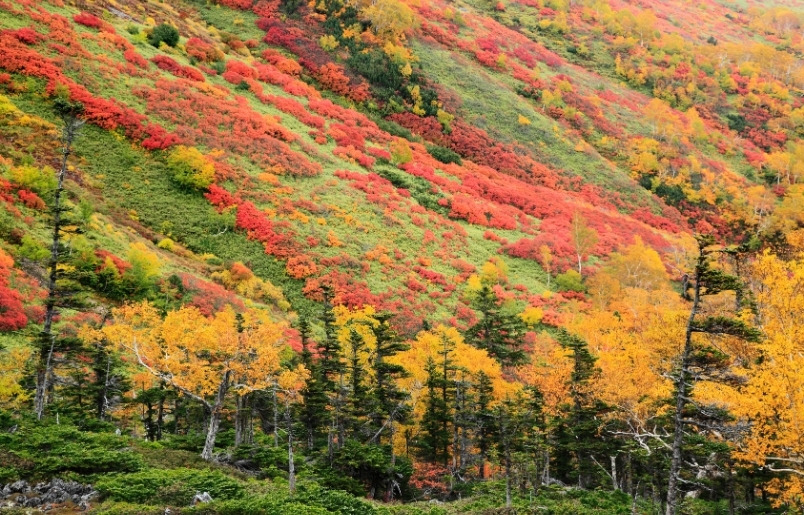 Rừng cây Daisetsuzan chuyển sắc giữa núi non Hokkaido