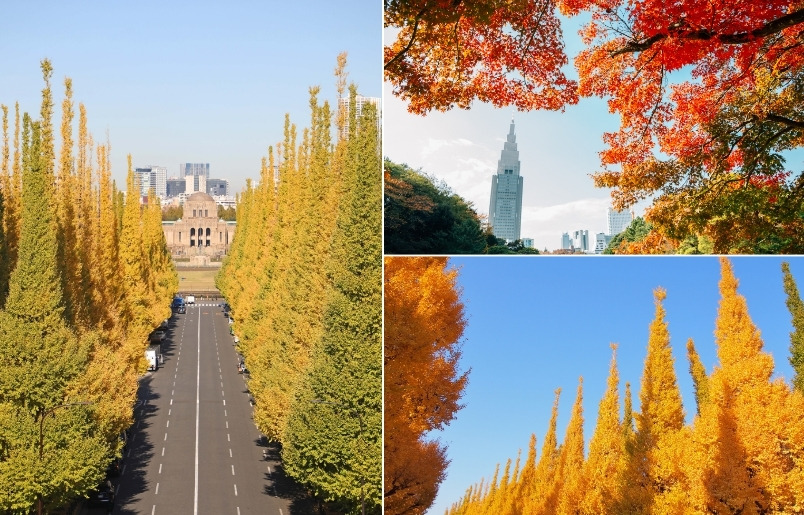 Đại lộ ngân hạnh Meiji Jingu Gaien rực sắc vàng mùa thu