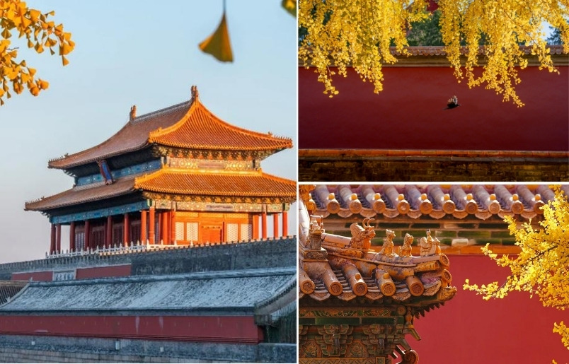 Tường đỏ Tử Cấm Thành nổi bật giữa sắc vàng bạch quả