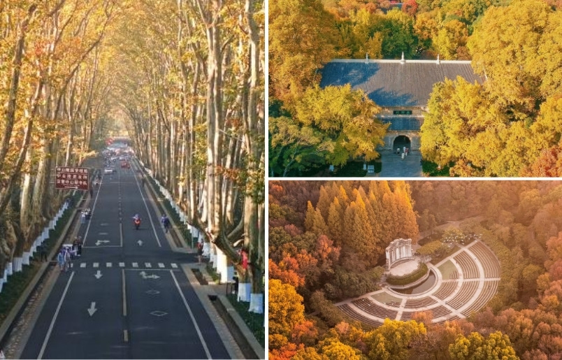 Hàng cây ngô đồng phủ vàng những con đường Nam Kinh